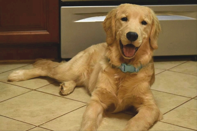 camelot house golden retrievers our poppy camelot house golden retrievers statesville nc camelot house golden retrievers our poppy camelot house golden retrievers statesville nc