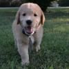 Remi -
East Bend, NC